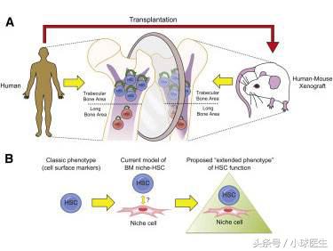 美国植入式人造肾临床试验要多久,中国人造肾临床最新确切消息