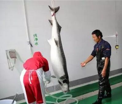 云南鲟鱼谷,中国清江鲟鱼谷