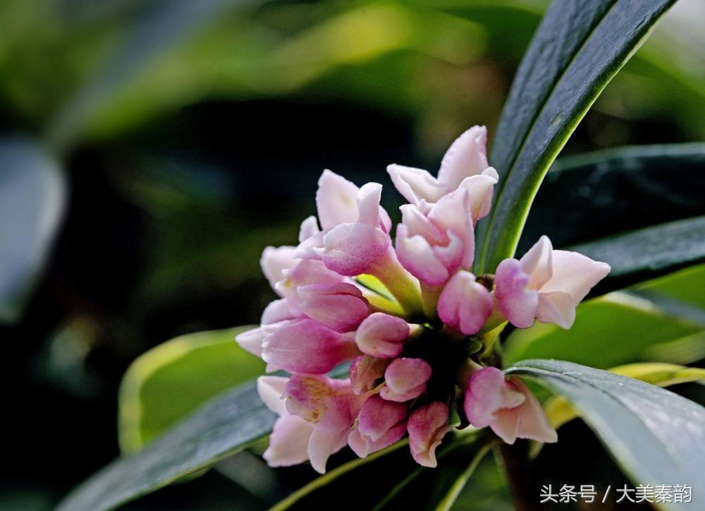 全国各地市花大全,各地市花是什么花