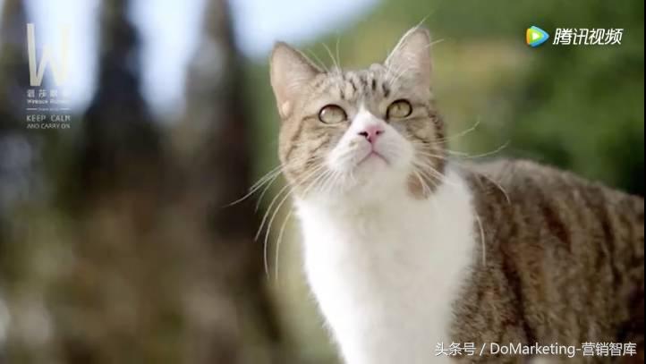 不撸猫做不好萌宠广告？你今天吸猫了吗？