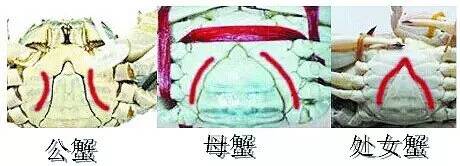 市场海鲜怎么买,挑选新鲜海鲜的正确方法