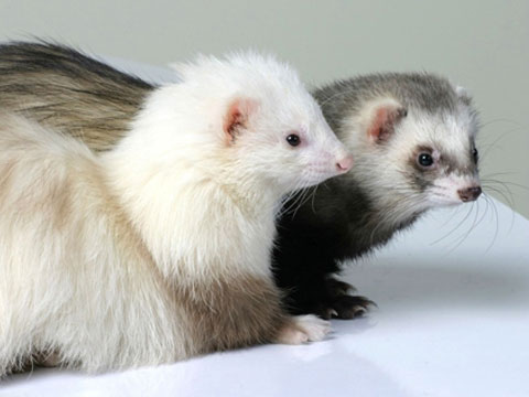 宠物貂的养殖与管理,宠物貂饲养的注意事项