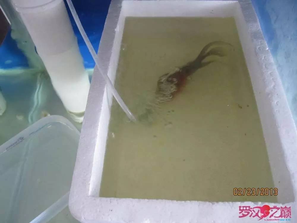 慢性肠炎怎么治疗好能彻底去根,猫胃肠炎的症状判断及治疗方法