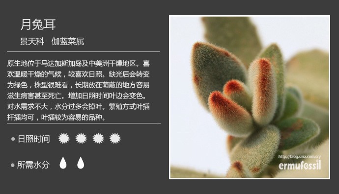史上最全的多肉植物名字对照图，终于找齐了！