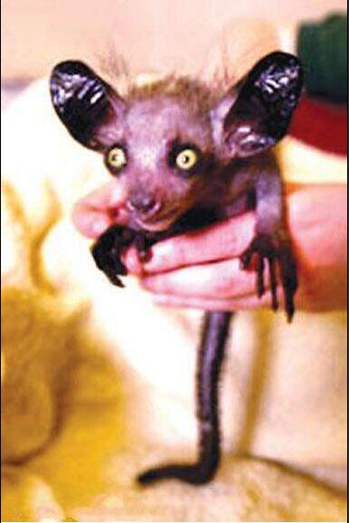 世界上最小的猴子图,世界上最小的猴子竟然只有拇指大