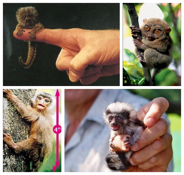 世界上最小的猴子视频,世界上最小的猴子图片
