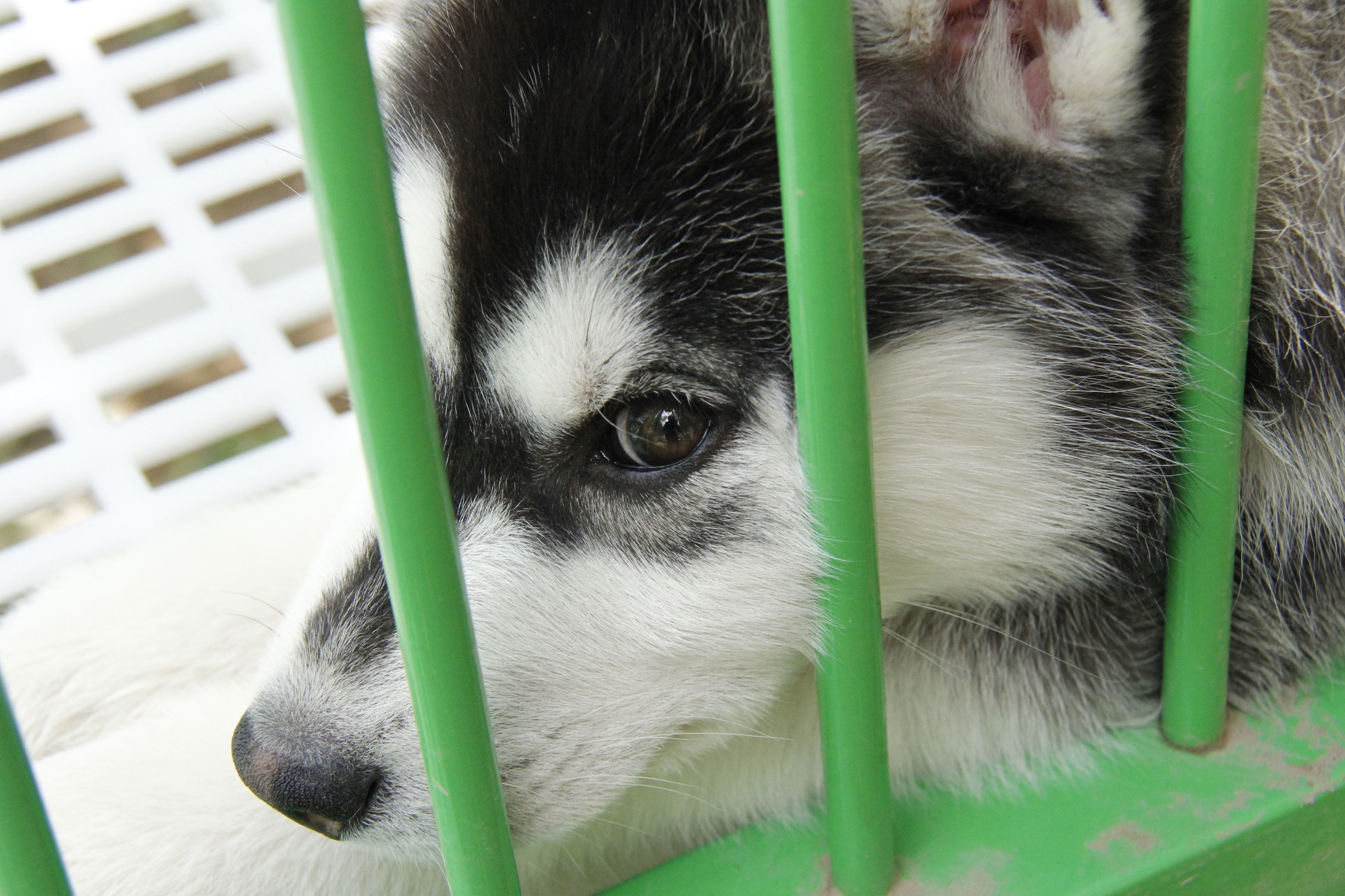 simon说狗：京北唯一纯种犬狗狗集市开业见闻