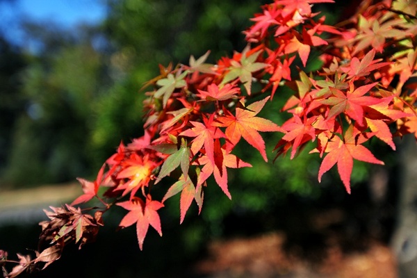 悉尼婚纱摄影店,澳洲婚纱摄影基地