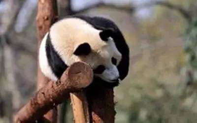 成都附近动物城,成都周边动物乐园