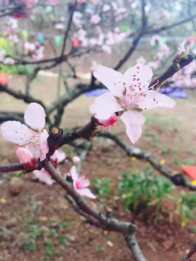 福利春季晒花大赛开始投票啦，价值万元好礼等你来拿！（后附石象湖门票中奖名单）