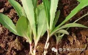 春季野菜采摘图解高清图片,春季野菜多种做法