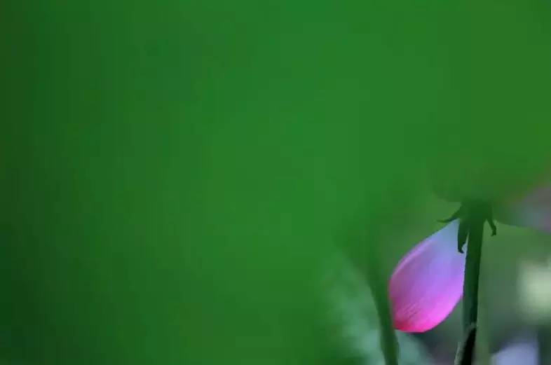 荷花依然淡淡香,走过四季荷花依然香下一句