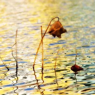 荷花依然淡淡香,走过四季荷花依然香下一句