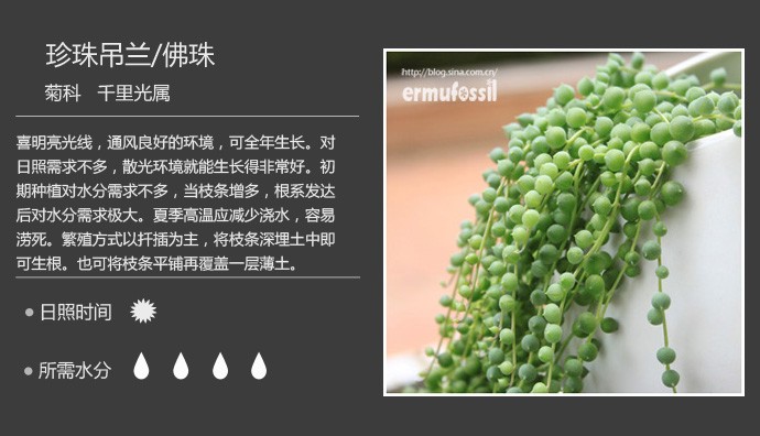 史上最全的多肉植物名字对照图，终于找齐了！