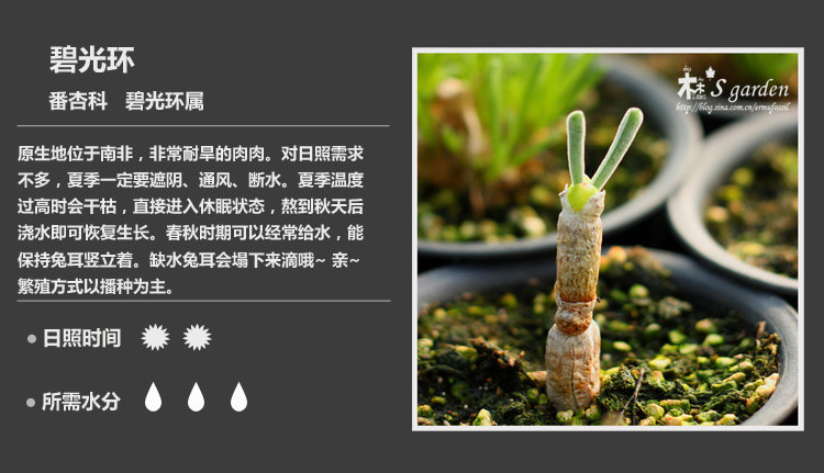 史上最全的多肉植物名字对照图，终于找齐了！
