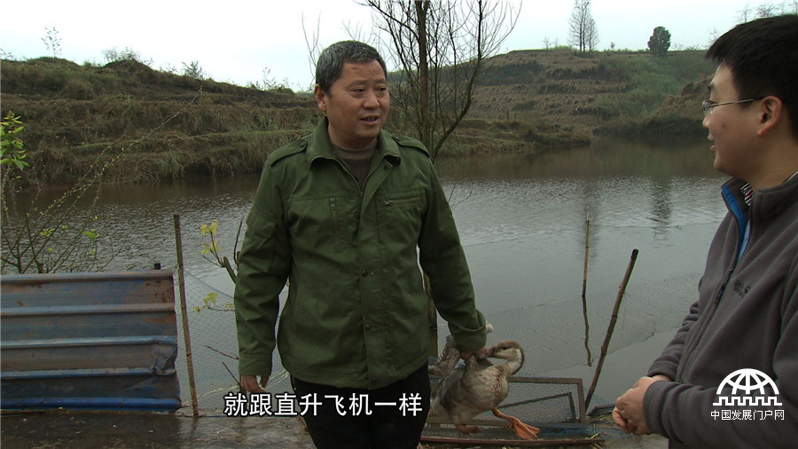 致富经发狗财,红嘴雁养殖致富经