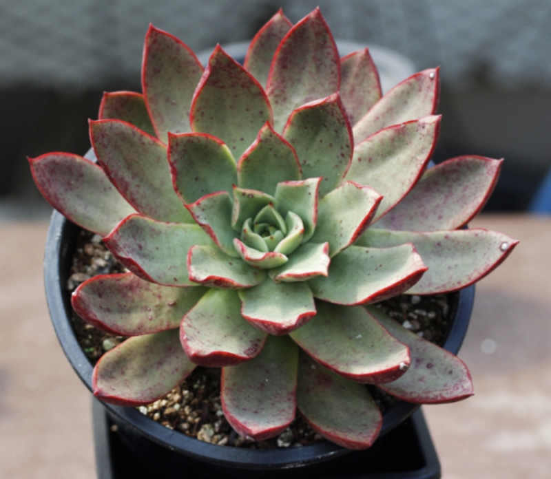 罗西玛种类,罗西玛多肉杂交品种