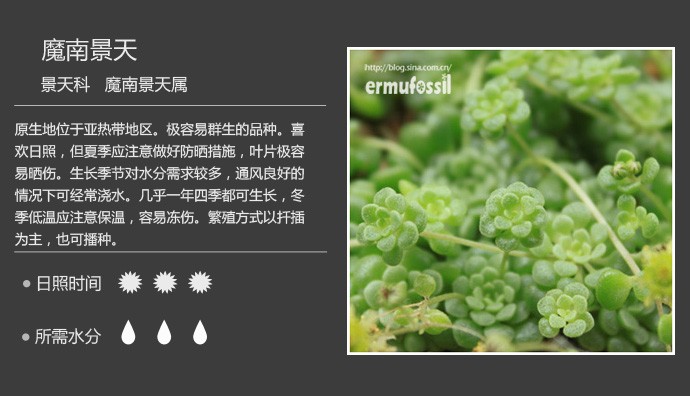 史上最全的多肉植物名字对照图，终于找齐了！