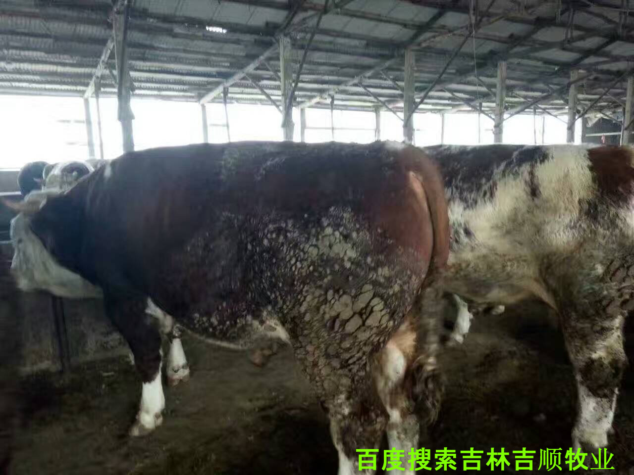 肉牛养殖过程中的疫病防控,肉牛常见病特征与防控知识集