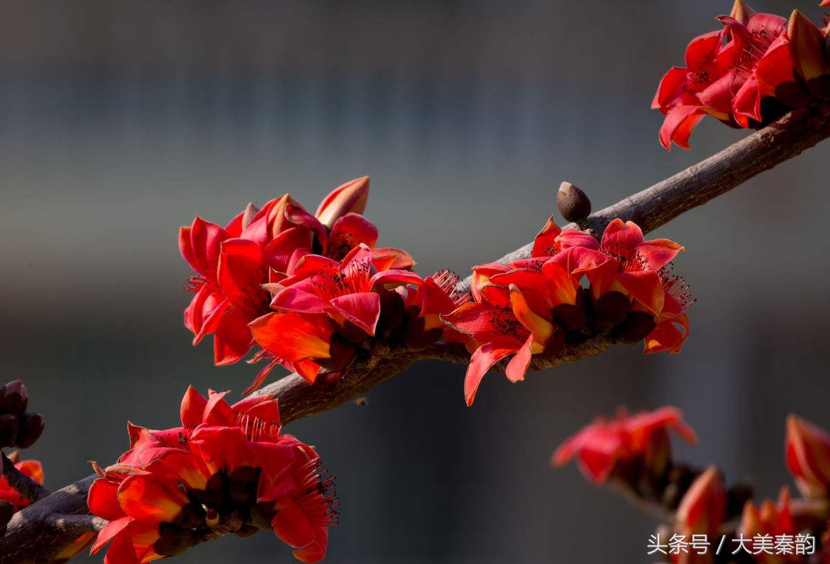 全国各地市花大全,各地市花是什么花