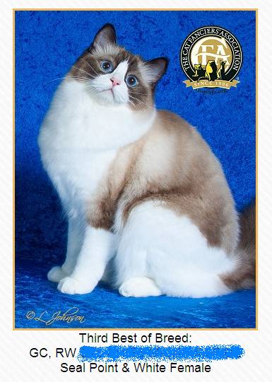 吸猫大赛第一名,吸猫大赛白喵