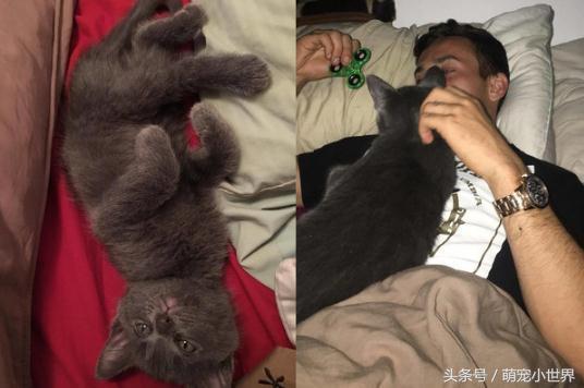 结扎后好忧伤，忧郁帅爸跟着戴头套，陪它度过猫生低潮