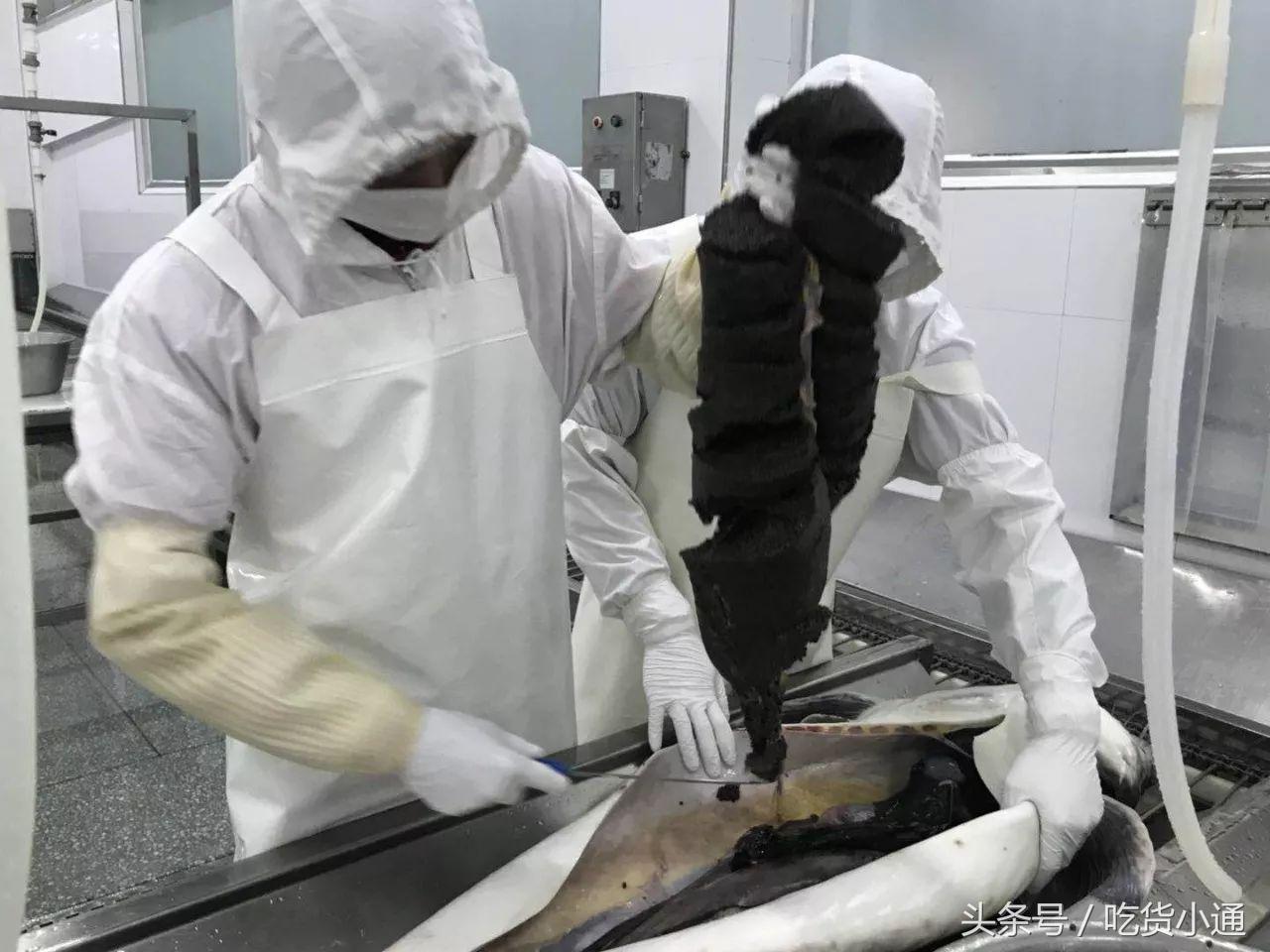 驱车4小时，终于品尝到传说中的“鱼子酱”！带你深挖背后的故事