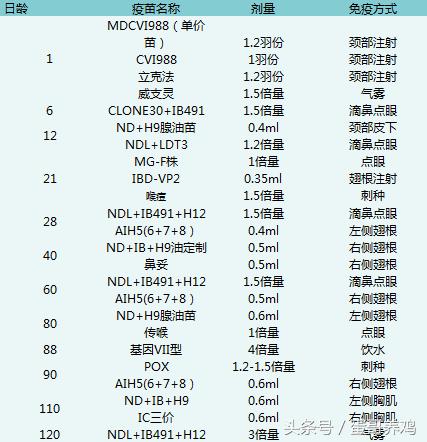 帮公司养鸡的利润与成本真实,帮公司代养鸡利润是多少