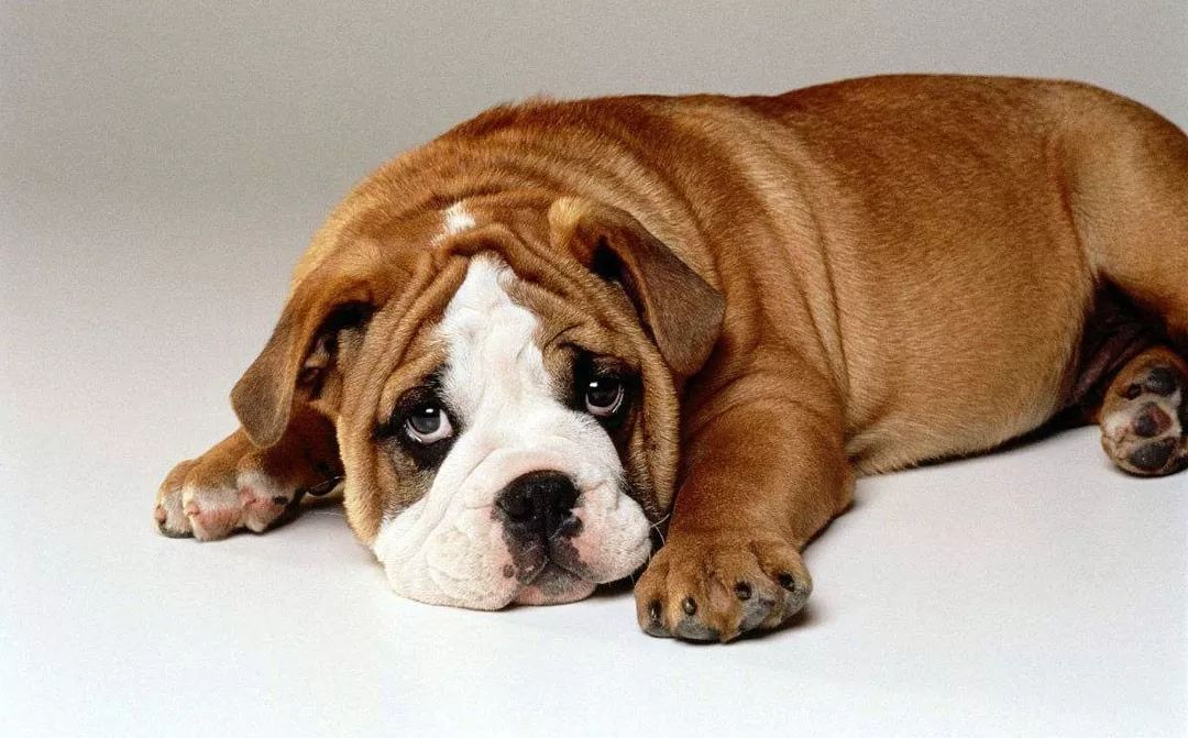 识别狗狗异常情绪动作视频讲解,狗狗行为异常是怎么回事