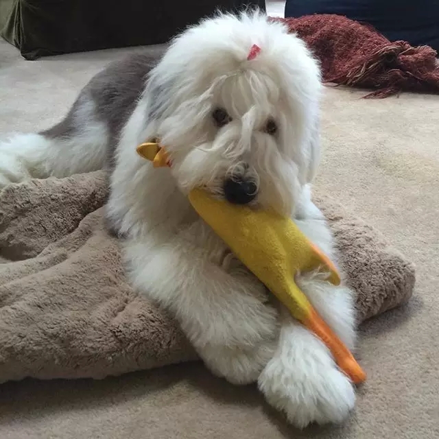 原来古牧就是这么拼出来的,难怪人们这么喜欢它!