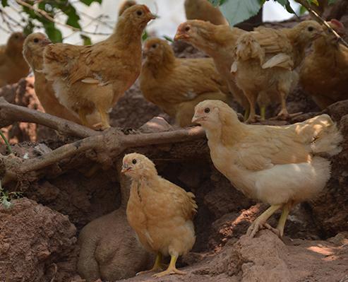 名鸡,广东名鸡实力榜