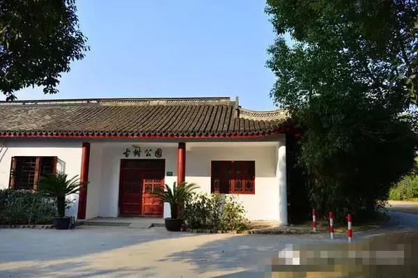 上海1200岁树王,上海树王老照片