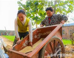 养殖食用鸡和养殖蛋鸡哪个更挣钱,养鸡除去成本一只能赚多少