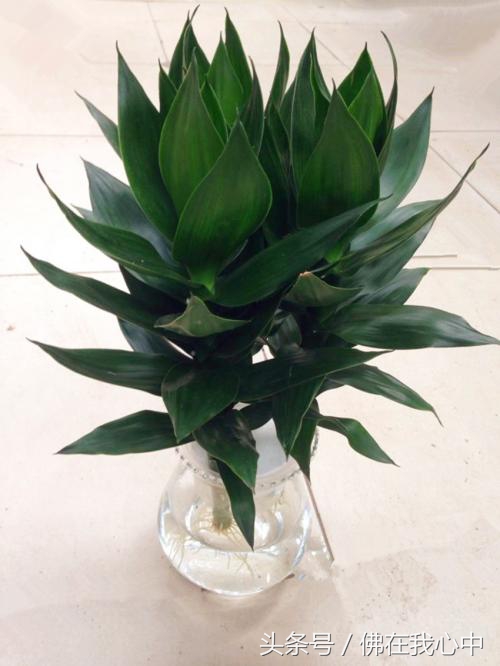 除了富贵竹还有什么适合懒人,除了竹子还有哪个绿植好养