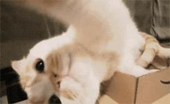 猫咪生病了怎么治疗,猫咪生病怎么办最好的方法