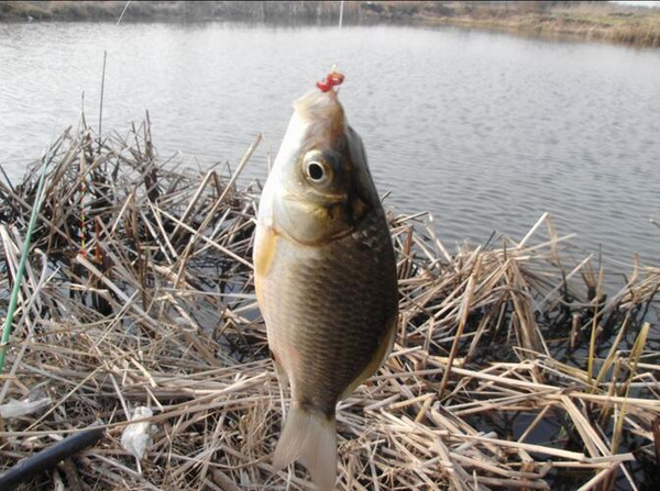 红虫的六大*局骗**,钓友们看看你着了哪个道?
