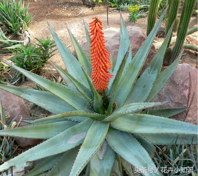 养了几年的芦荟,家里养的芦荟怎么食用