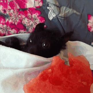 看了会恐惧图片,恐怖又诡异的蝙蝠图片