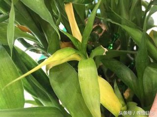 盆栽栀子花叶子变黄怎么办,盆栽石榴叶子变黄什么原因