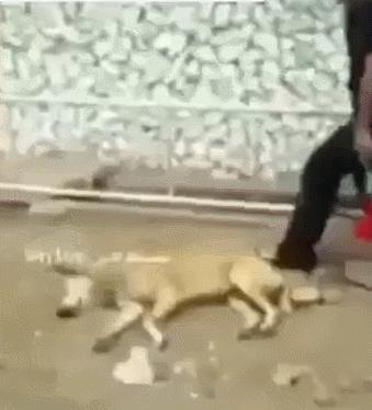 雪橇犬哈士奇改行拉车,雪橇犬拉车哈士奇