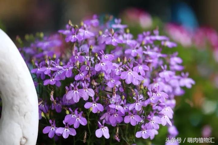 10月适合养的草花 (适合北方的春季草花)