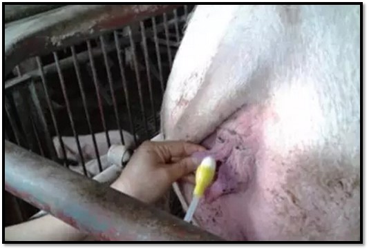 母猪产后塞药丸,母猪产后往子宫里塞什么药