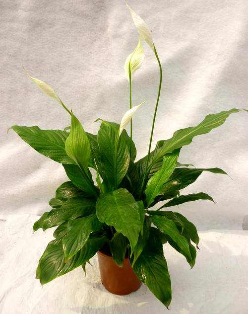 新装修的房子放什么绿植吸甲醛好,有什么绿植是净化空气吸引甲醛的