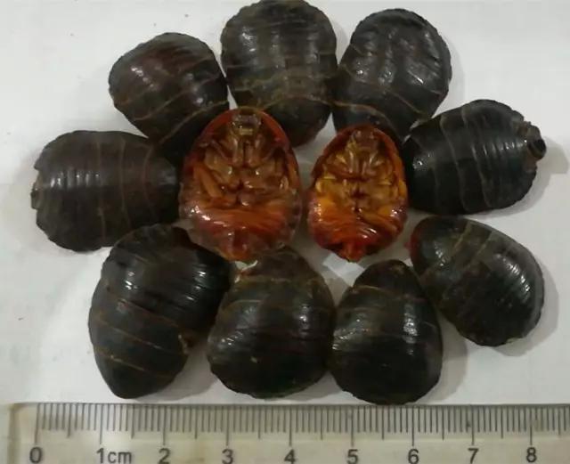 知虫治虫服务社会,常见害虫生活习性及其防治列表