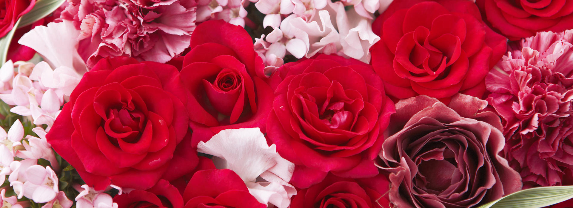 玫瑰花的寓意和花语介绍,玫瑰花的花语及图片