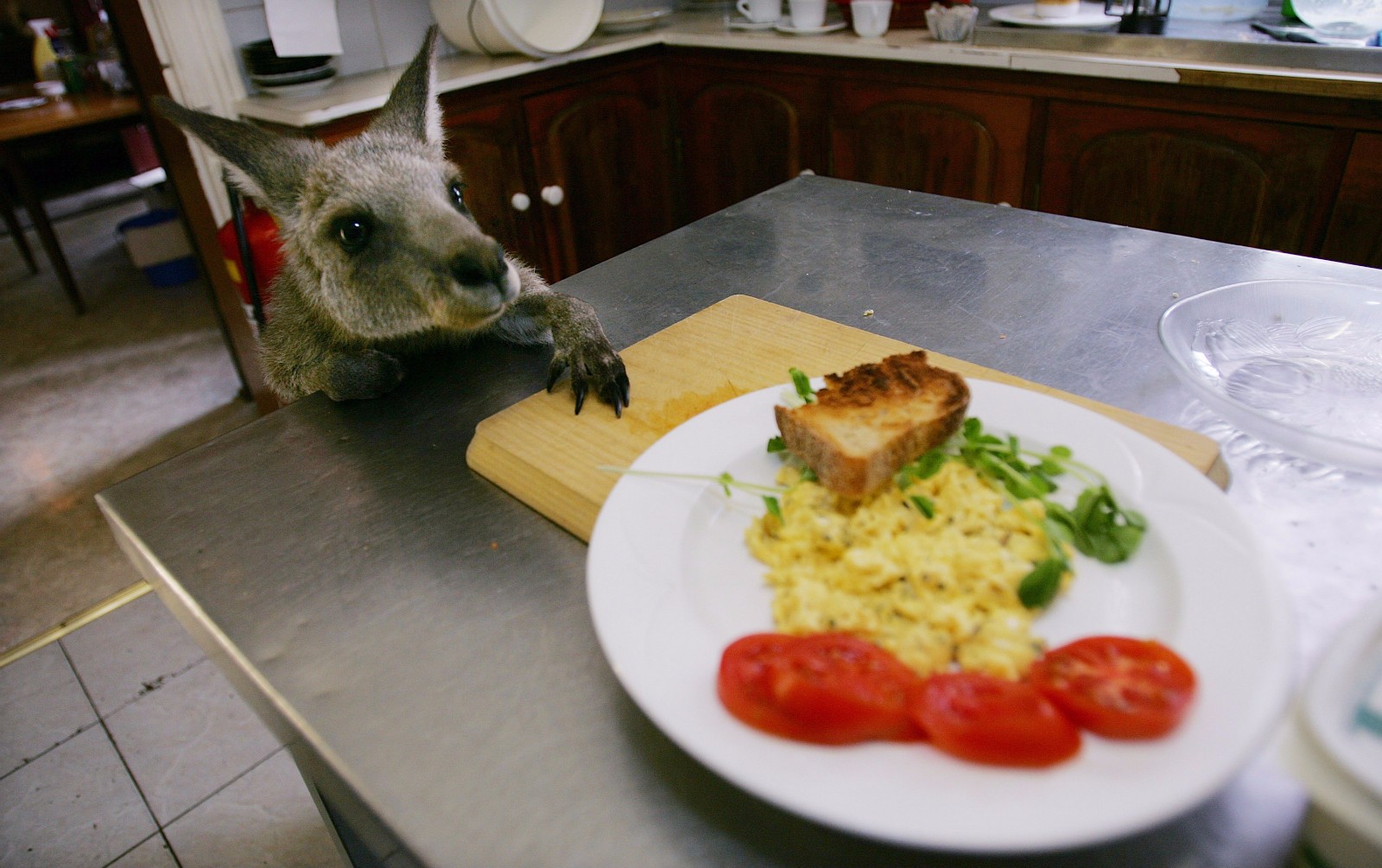 澳洲版终极吃货考验:把袋鼠、蜥蜴和鸸鹋当“路边餐”