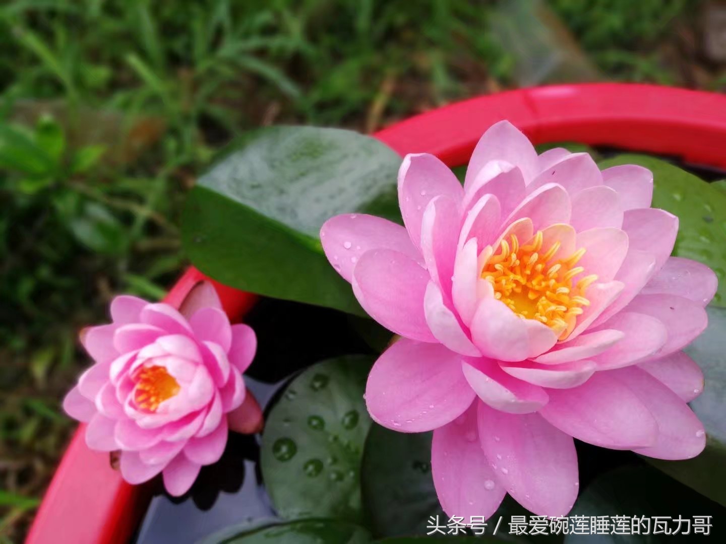 漂亮又省心的睡莲,花中的睡美人睡莲