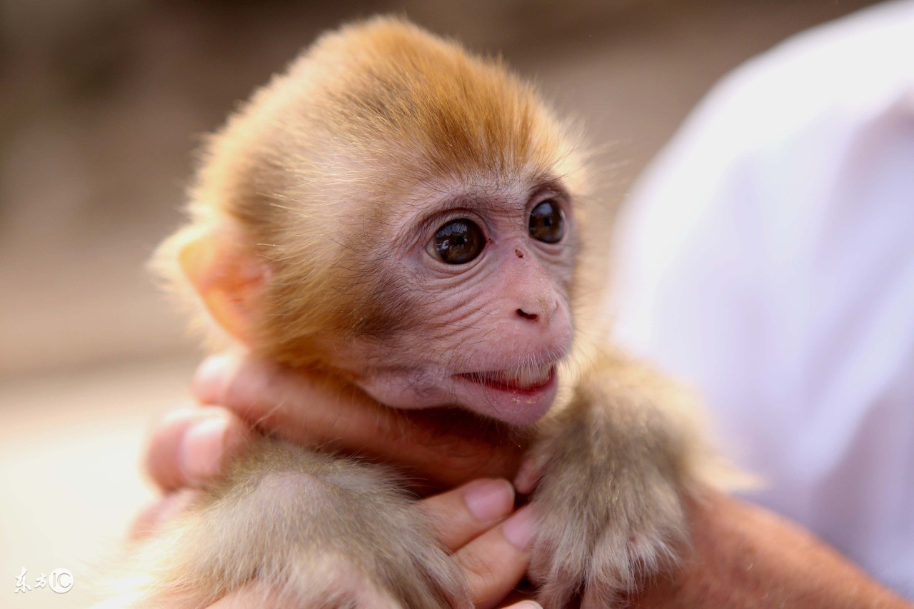 猴宝宝一生运气,猴宝宝的命运