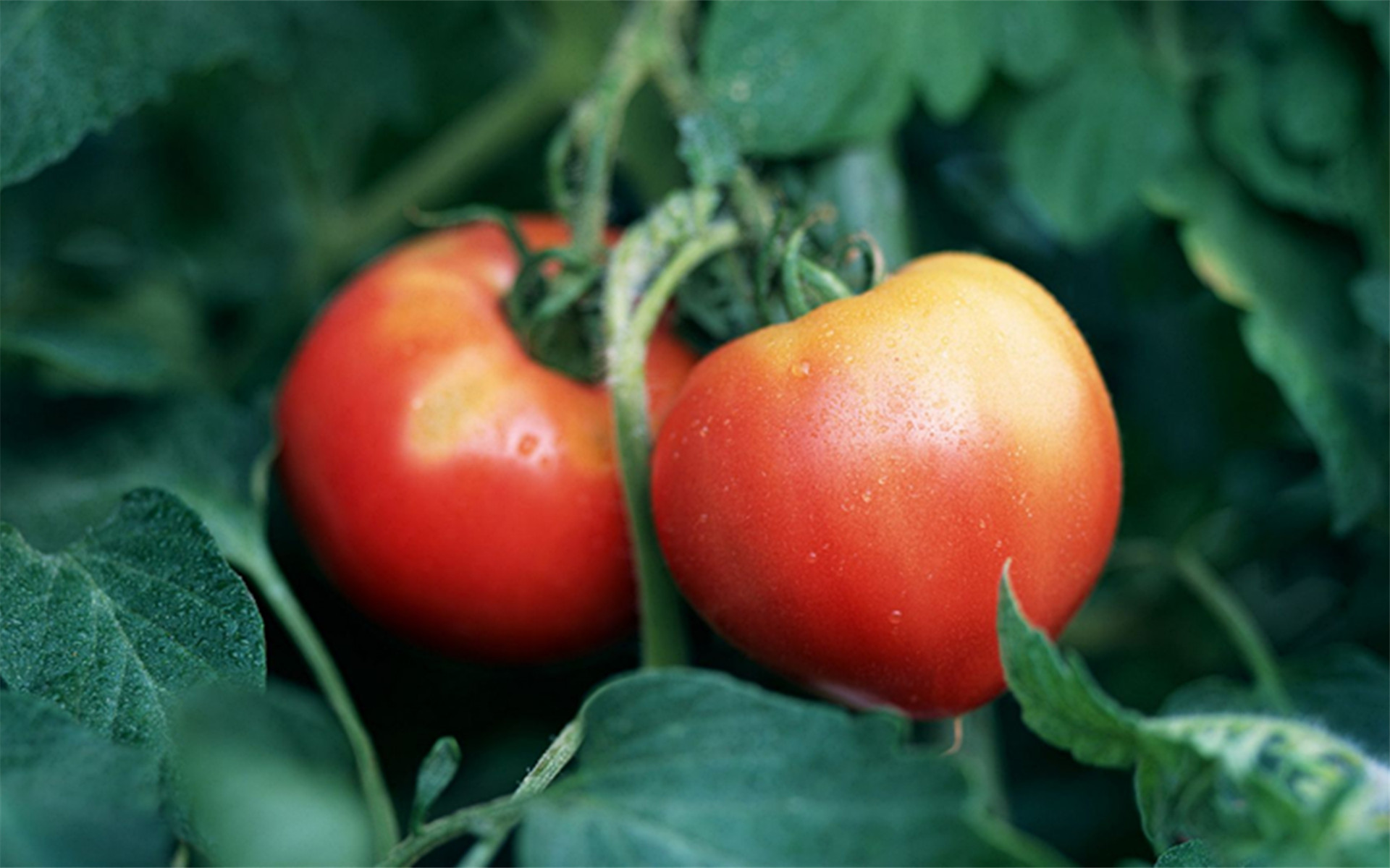 西红柿放冰箱冻坏了怎么办,西红柿冻了能缓过来吗