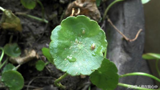 家里种的植物有虫子怎么办,家里的植物长虫了但不想喷农药